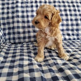 Australian Labradoodle Puppies from Joyful Hearts Australian Labradoodles