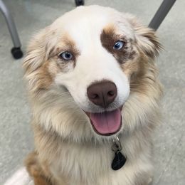 Tilley - Miniature Australian Shepherd