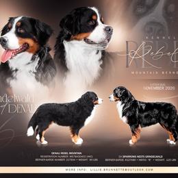 Bernese Mountain Dog puppies from Rebel Mountain Bernese