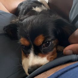 Cavalier King Charles Spaniels from Bernard Masten Sr