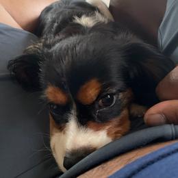 Cavalier King Charles Spaniels from Bernard Masten Sr