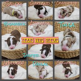 Australian Shepherd Puppies from Lakeside Aussies