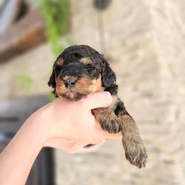 Zambezi Limpopo - Phantom female Bernedoodle puppy in Marshall, Michigan from Whispering Aspen Homestead