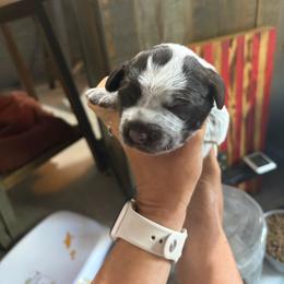 Thor - Brown and gray male Wirehaired Pointing Griffon puppy in Grangeville, Idaho from Happy Hollow Griffons