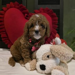 Colby - Red female Bernedoodle puppy in Bristol, Tennessee from 4goldendoodles