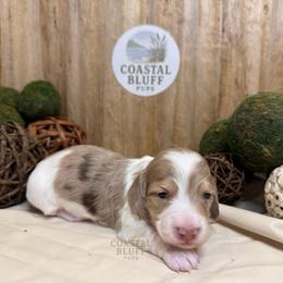 Boy 2 - Piebald male Dachshund puppy in Woodbine, Georgia from Coastal Bluff Pups