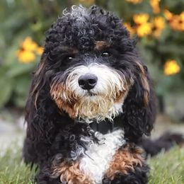 Bernedoodle and Goldendoodle Puppies from Gracie's Goldendoodles and Bernedoodles