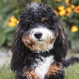 Bernedoodle and Goldendoodle Puppies from Gracie's Goldendoodles and Bernedoodles