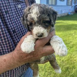 Pink collared female - Blue merle female Bernedoodle puppy in Cody, Wyoming from Yellowstone Breeders