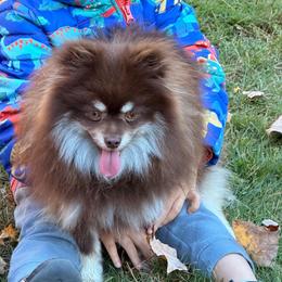 AKC Charlie - Chocolate and tan male Pomeranian puppy in Douglas, Massachusetts from Country Oak Poms LLC