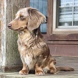 June - Dachshund