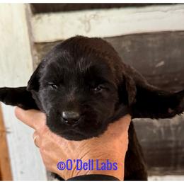Hagrid - Black male Labrador Retriever puppy in Sullivan, Missouri from O’Dell Labs