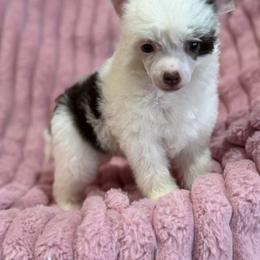 Angel - White and chocolate female Chinese Crested puppy in Aberdeen, Idaho from Willow Creek Cresteds