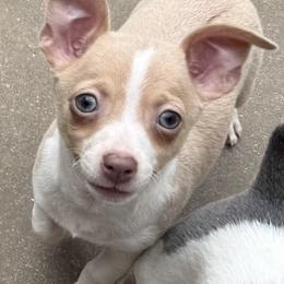 Light - Red white and sable male Rat Terrier puppy in Rio Vista, Texas from CaliRats Rat Terriers