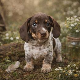 Clover - Piebald male Dachshund puppy in Alexander, North Dakota from Wild Rose Ridge Doxies