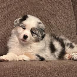 Miles - Blue merle male Australian Shepherd puppy in Pilot, Virginia from Obsidian Australian Shepherd