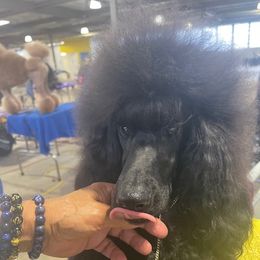 Vivian - Poodle