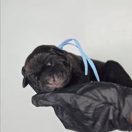 Boaz - Black male Cane Corso puppy in Elkhart, Indiana from Martins Almighty Cane Corsos
