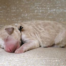 Cooper - Parti male Goldendoodle puppy in Cherry Creek, New York from Doodles Pups of NY