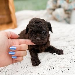 Hershey - Brown male Poodle puppy in Graham, North Carolina from Cyndi’s Poodles