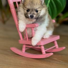 Christian - Orange parti male Pomeranian puppy in Redlands, California from Torrey Hills Poms