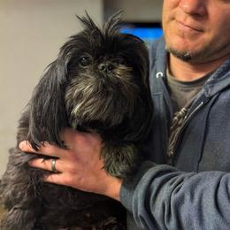 Maya - Black female Shih Tzu puppy in Walkertown, North Carolina from Lil’ Bit’s Shih Tzu