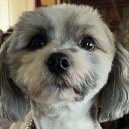 Bouvier des Flandres and Havanese from Beulah Bouviers and Havanese