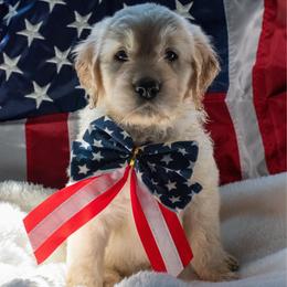 Batman - Cream male Goldendoodle puppy in Glennville, Georgia from Pickle Creek Kennels