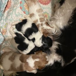 Dachshund and English Toy Spaniel Puppies from Draggonfly Manor