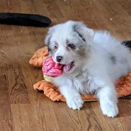 Australian Shepherd Puppies from Lydon Australian Shepherds