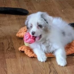 Australian Shepherd Puppies from Lydon Australian Shepherds