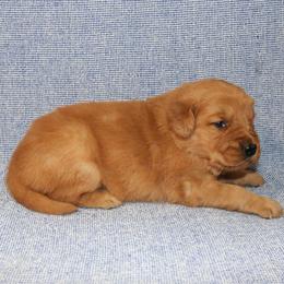 Carlotta - Golden female Golden Retriever puppy in New Weston, Ohio from Bertke AKC Golden Retrievers and Bernese Mountain Dogs