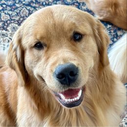 Golden Retrievers from Glen Lake Goldens