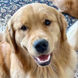 Golden Retrievers from Glen Lake Goldens