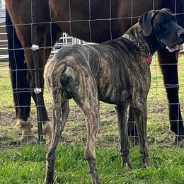 Great Danes from Grace Redeemed Danes