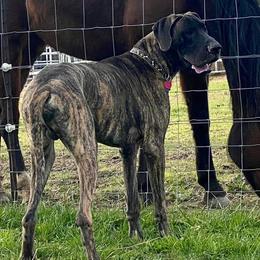 Great Danes from Grace Redeemed Danes