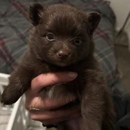 Pomeranian puppies from Rocky Mountain Pomeranians