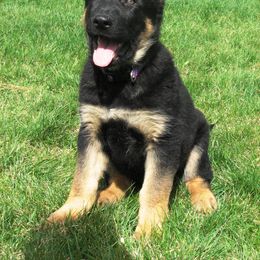 German Shepherd Puppies from Gnadehund German Shepherds