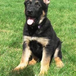 German Shepherd Puppies from Gnadehund German Shepherds