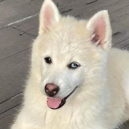 Pomskies from E&T Pomsky