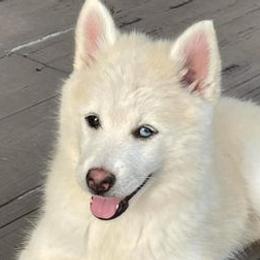 Pomskies from E&T Pomsky