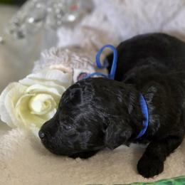 Jay - Brindle male Poodle puppy in Depew, Oklahoma from Poodles Perfected