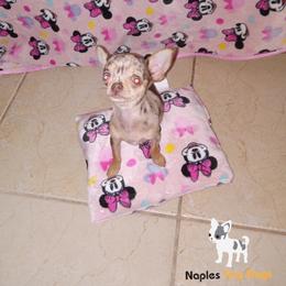 Chihuahua Puppies from Naples Tiny Dogs