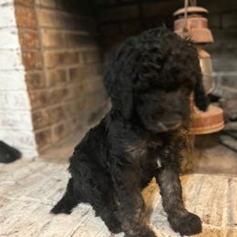 Giant Schnauzer and Poodle Puppies from Mississippi Poodles, Doodles and Giants