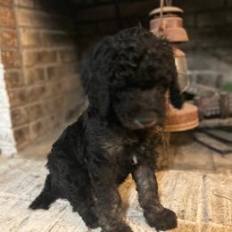 Giant Schnauzer and Poodle Puppies from Mississippi Poodles, Doodles and Giants