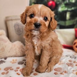 Gizmo - Apricot male Cavapoo puppy in Lebanon, Missouri from Perkins Pups