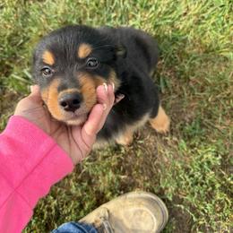 Arrax - Black tri-color male Australian Shepherd puppy in Kokomo, Indiana from North Central Aussies