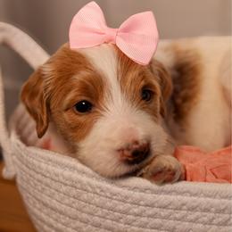 Light Pink Collar - Parti female Goldendoodle puppy in Palmetto Bay, Florida from SOMIDOODLES