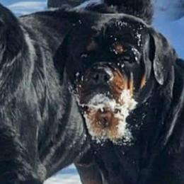 Zari - Rottweiler