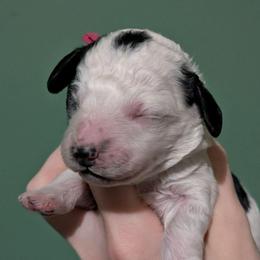 Envy - Parti female Poodle puppy in Salem Township, Maine from Moirae Poodles